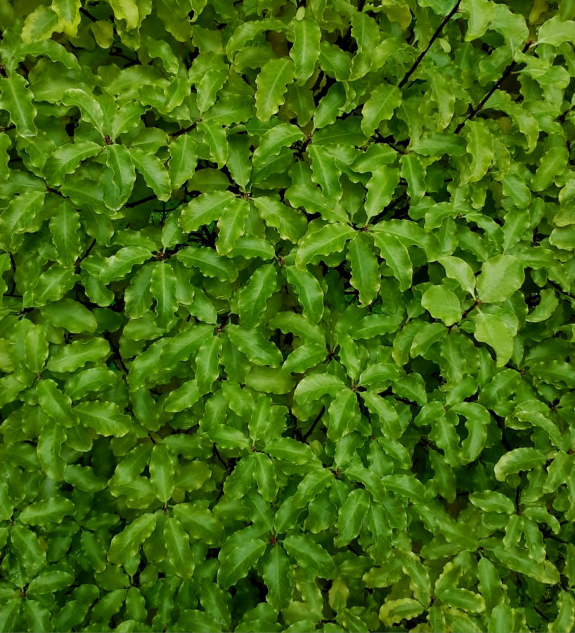 Green wall 01